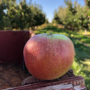 Dabinett Cider Apples