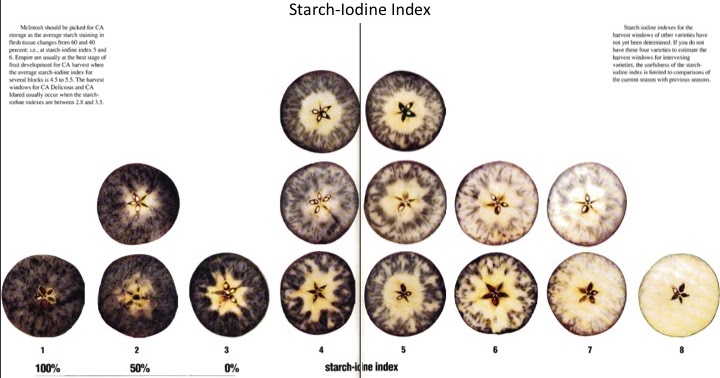 Cornell Chart The starch iodine test