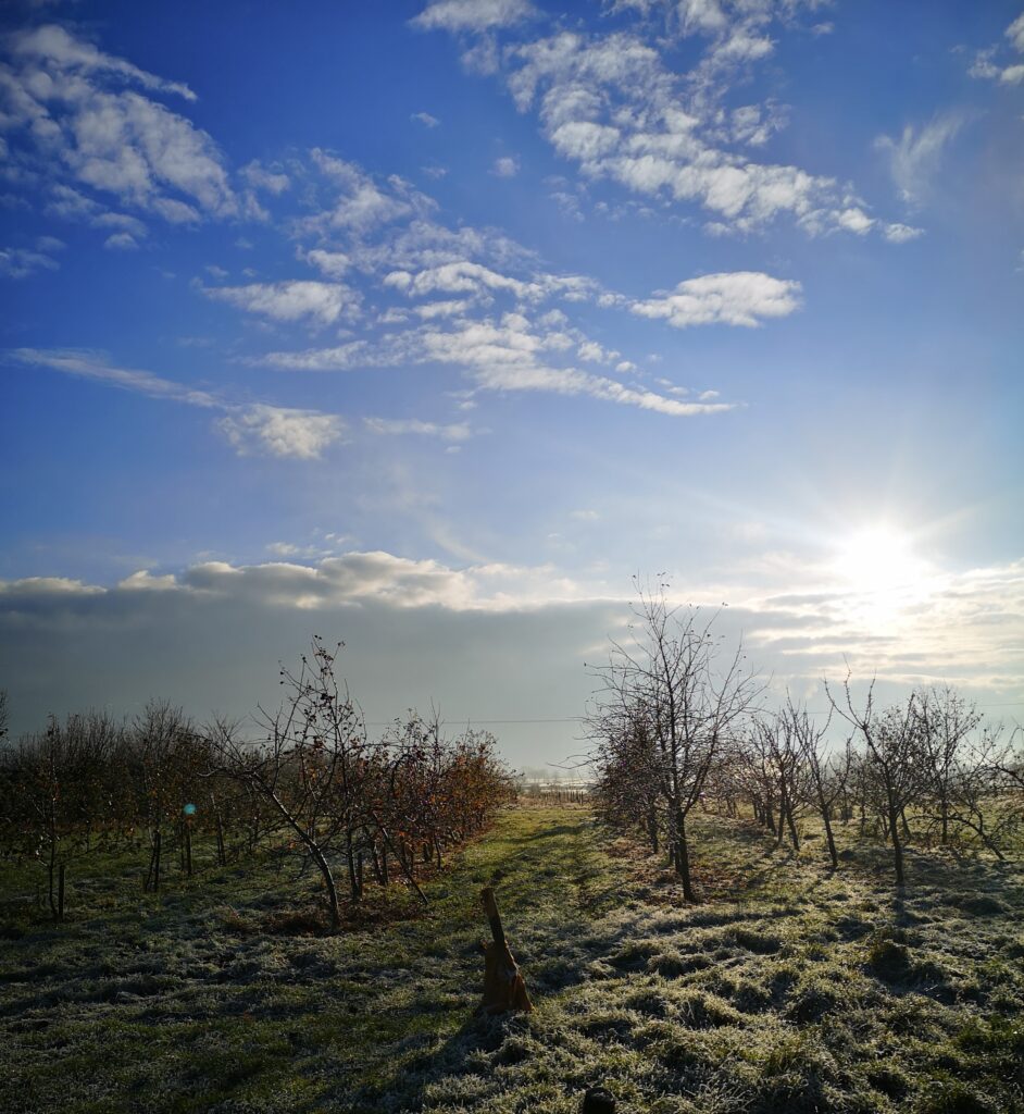 Winter in the orchard