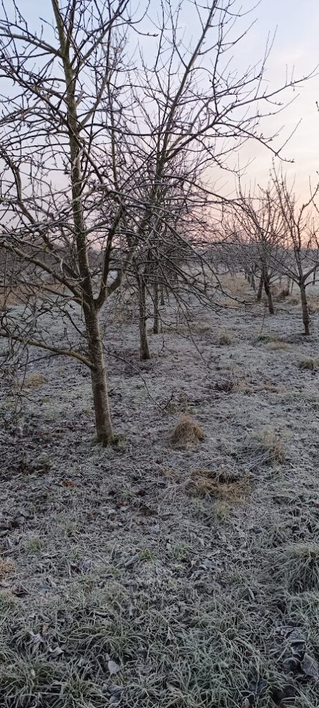 Cider apple trees Castlebellingham