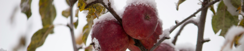 winter apple orchard Castlebellingham