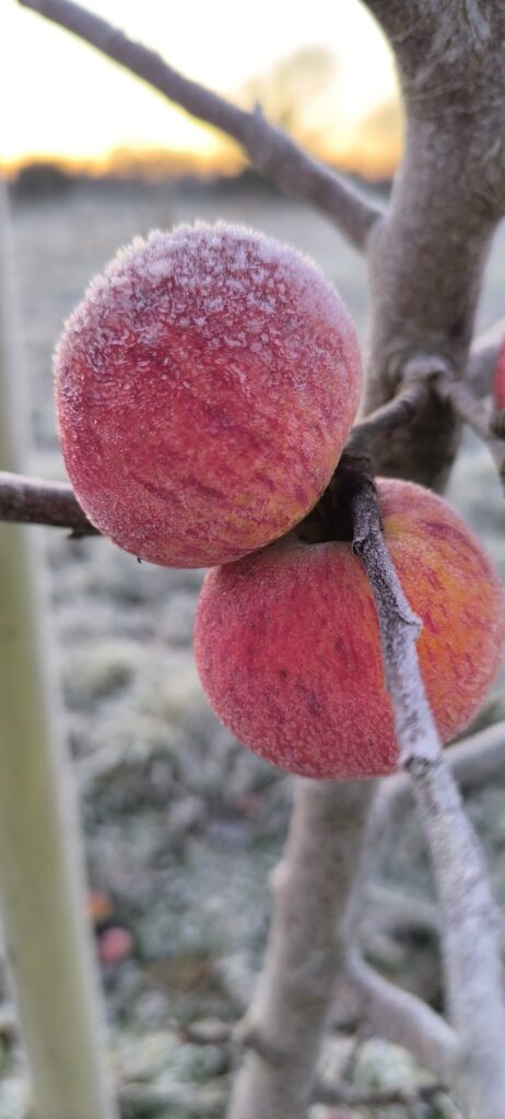 Cider apples Dabinett in winter